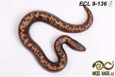 hadi na prodej, mládě, český chov hadů, odchov hadů, mojihadi.cz, Eryx columbrinus loveridgei, hroznýšek pestrý, Kenyan sand boa, striped,  het  Albino,het  Anery